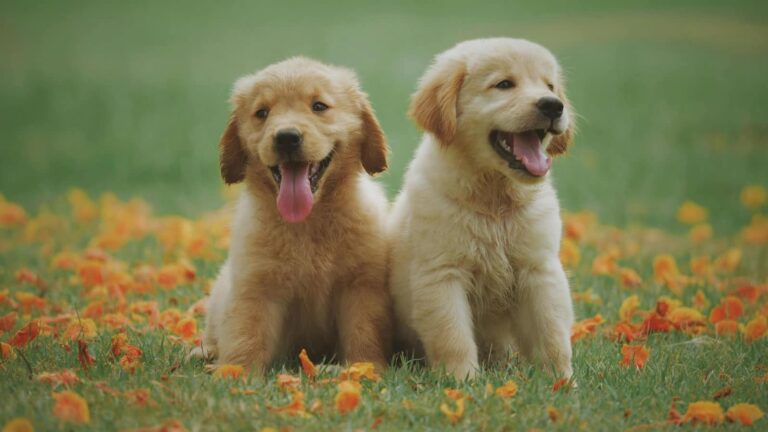 The City Council to seek proposals for expanding animal rescue and protection services