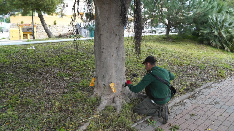 Sustainable Treatment Applied to Ficus Trees in Estepona to Combat Psylla Pest